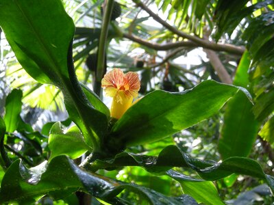 Nature green flower photo