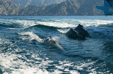 Animal beach fauna photo