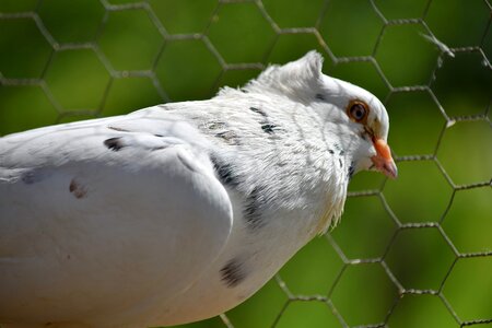 Cage fence pigeon