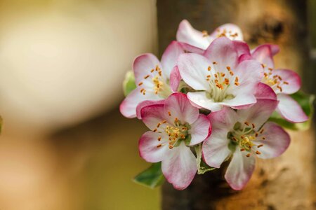Spring Time pistil blurry