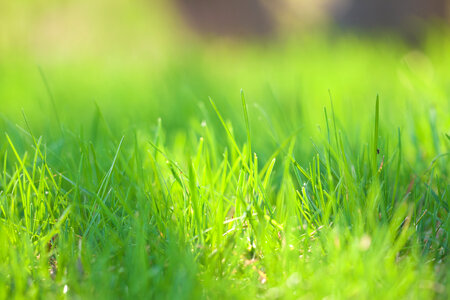 Grass Background photo