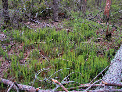 Loblolly pine tree saplings photo
