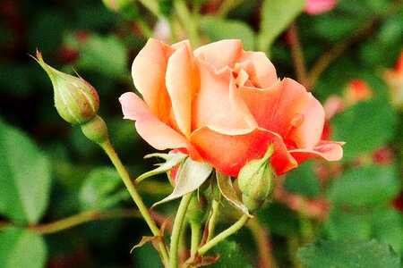 Beautiful bloom flower