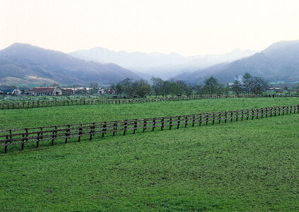 art rural landscape. field and grass