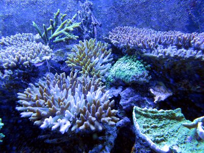 Underwater creatures in the sea beauty