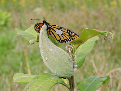 Tagged Monarch butterfly on milkweed pod