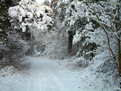 road through frozen forest with snow photo