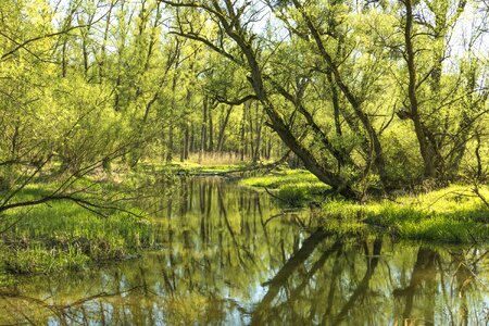 Water tree trimmer plant photo