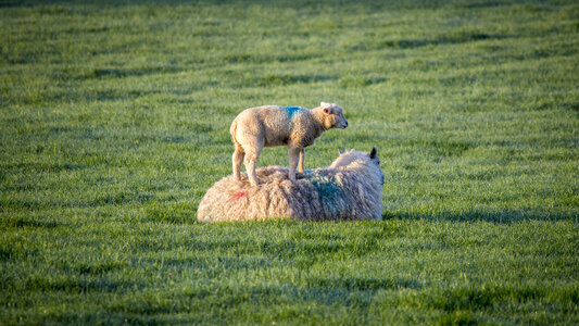 Ewe standing on large sheep photo