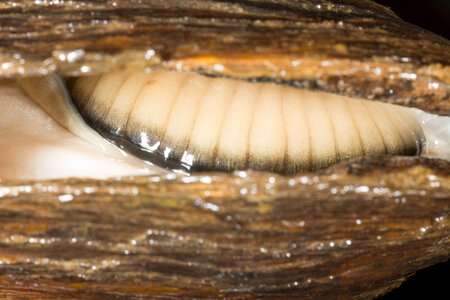 Extracting glochidia from freshwater mussel-2