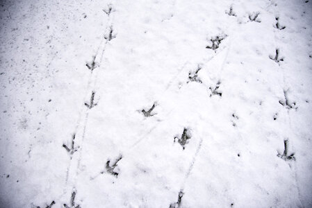 Turkey Tracks in the Snow photo