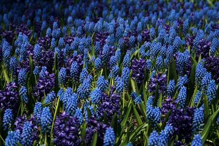 Blue Flowers Background photo