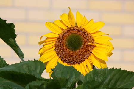 Sunflower flower yellow
