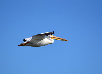American white-pelican at Seedskadee National Wildlife Refuge