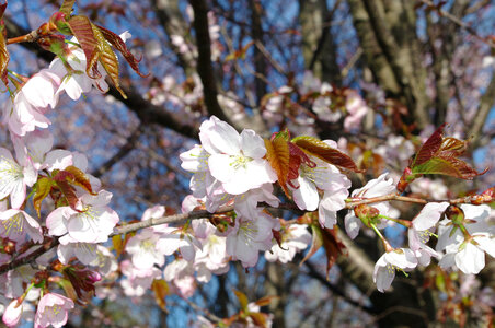 17 Cherry tree photo