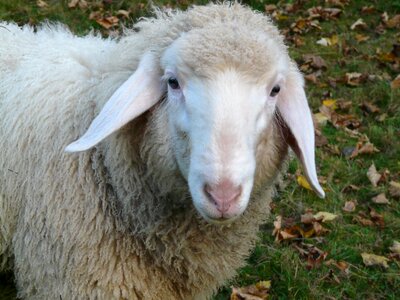 Ears pasture animal