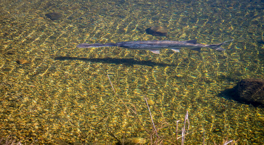 Paddlefish in clear water-1 photo