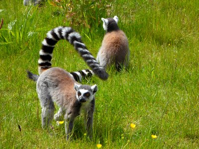 Striped lemur lemur catta