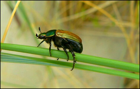 Insect macro beetle macro animal photo