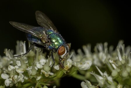 Animal arthropod beautiful flowers