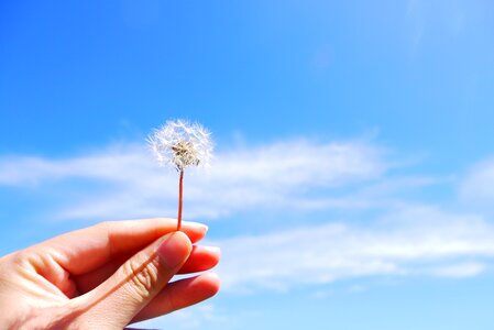 Dandelion hand blue sky