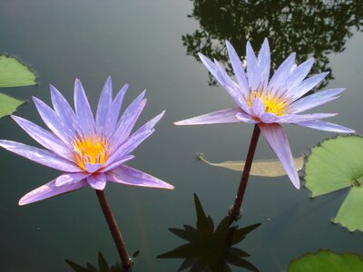 Water lily nature aquatic