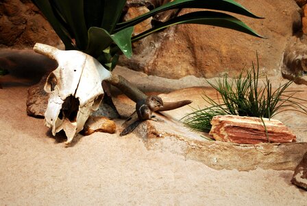 Animal bone chipmunk