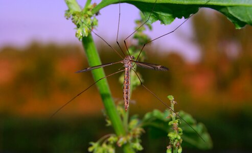 Disease parasite wing