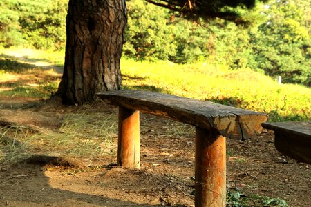 Wood walk a wooden bench