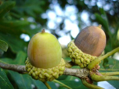 Oak nut seed photo