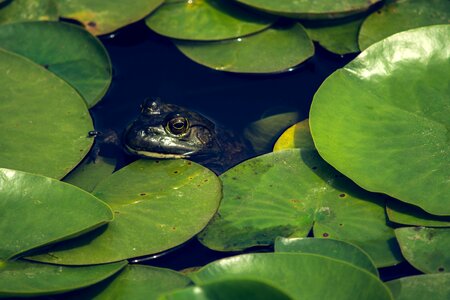 Amphibian animal aquatic