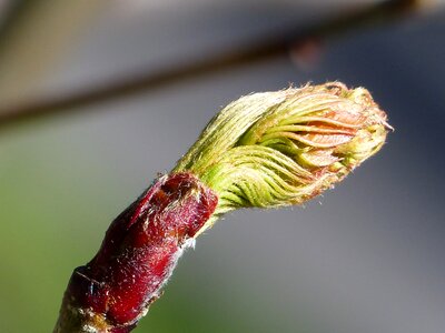 Season nature plant photo