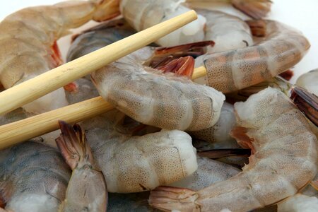 Animal arthropod calorie