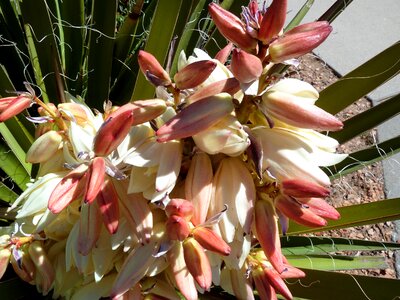 Blossom fresh floral photo