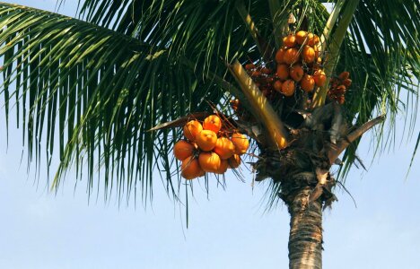 Agriculture beautiful photo blue sky