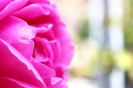 Flower nature petals