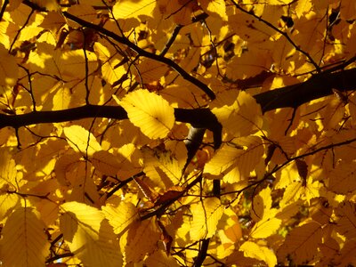 Birch greenhouse betulaceae golden autumn photo