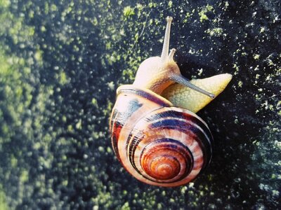 Close up nature snail shell photo