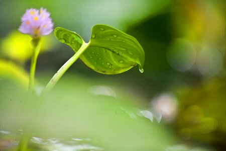 Aquatic plant nature blossom