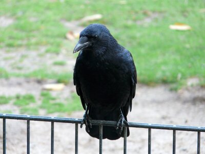 Raven bird songbird corvidae