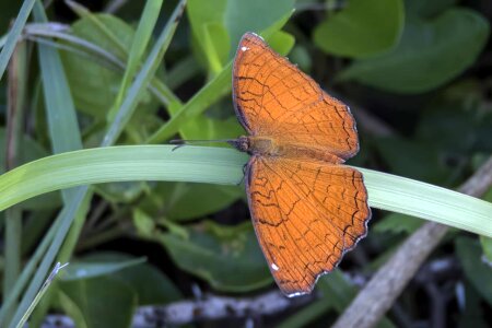 Animal arthropod beautiful
