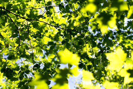 Branches green leaves sunrays