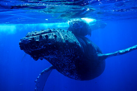 Humpback whale under water photo