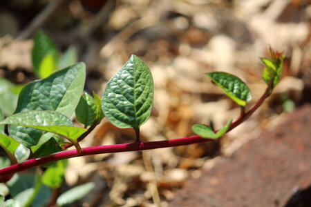 Leaf Branch photo