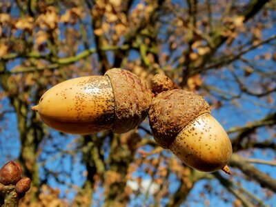 Nuts macro close-up