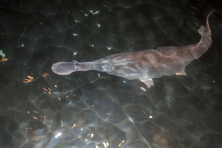 Paddlefish-3 photo