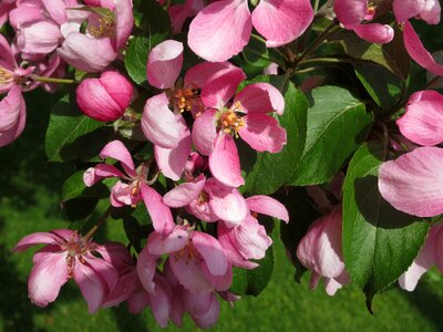 Summer aroma tender