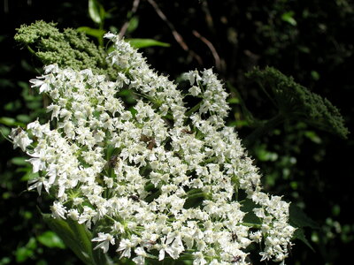 Smoky Mountains Wildflowers