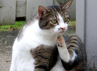 Scratching feline kitten
