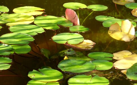 Water lily lily pad amphibian photo